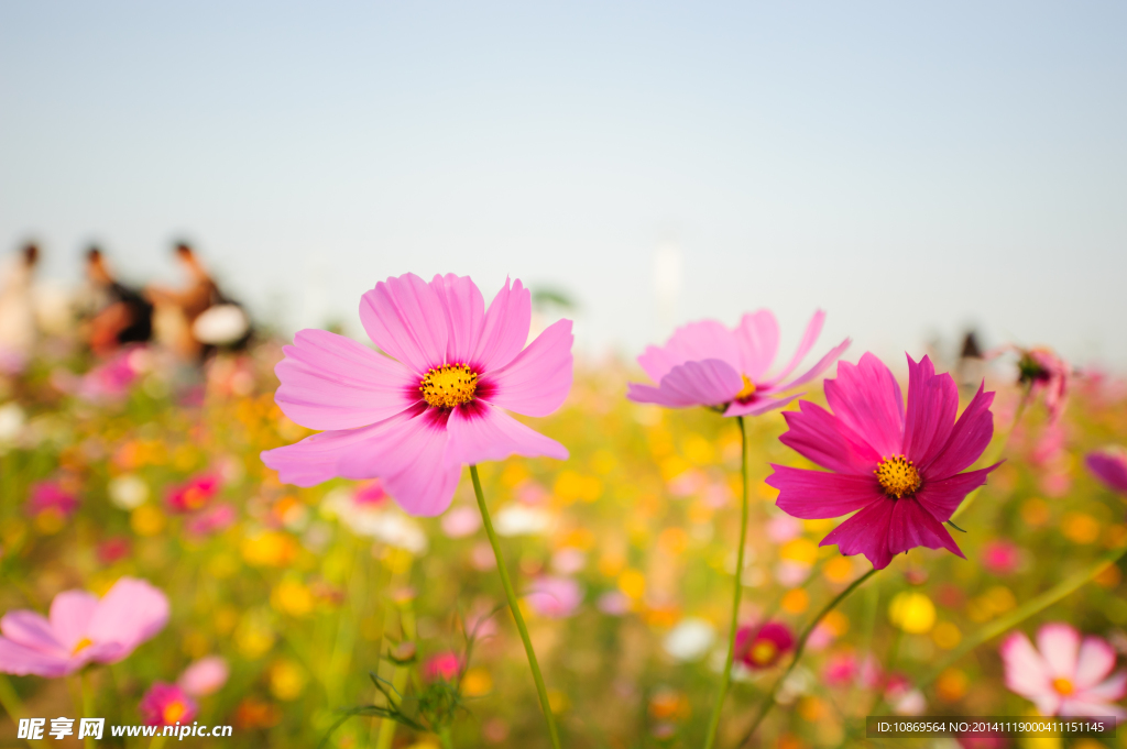 格桑花