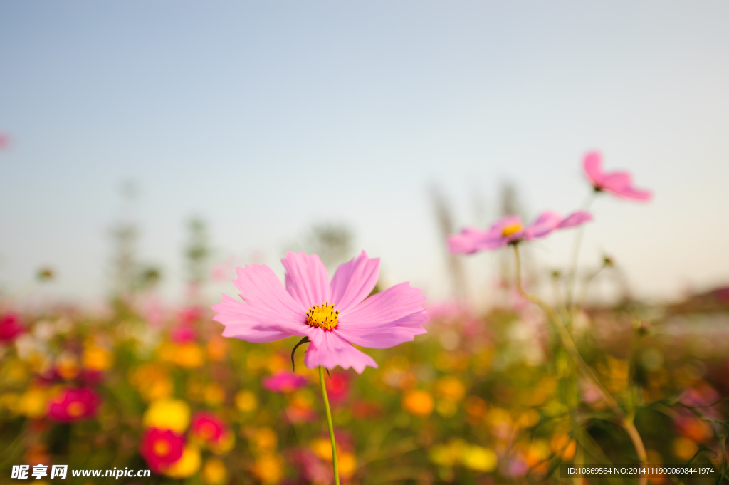 格桑花