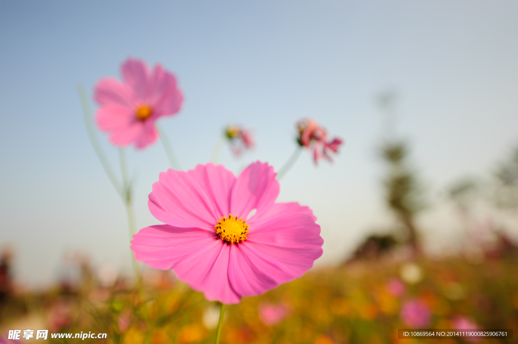 格桑花