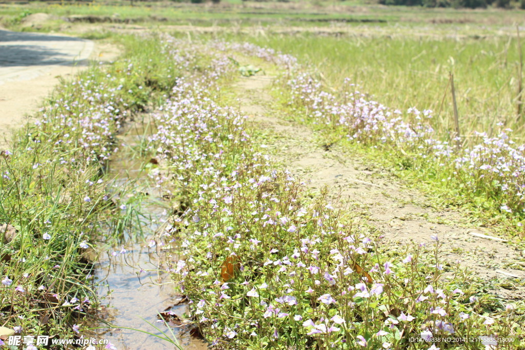 田间花朵小路