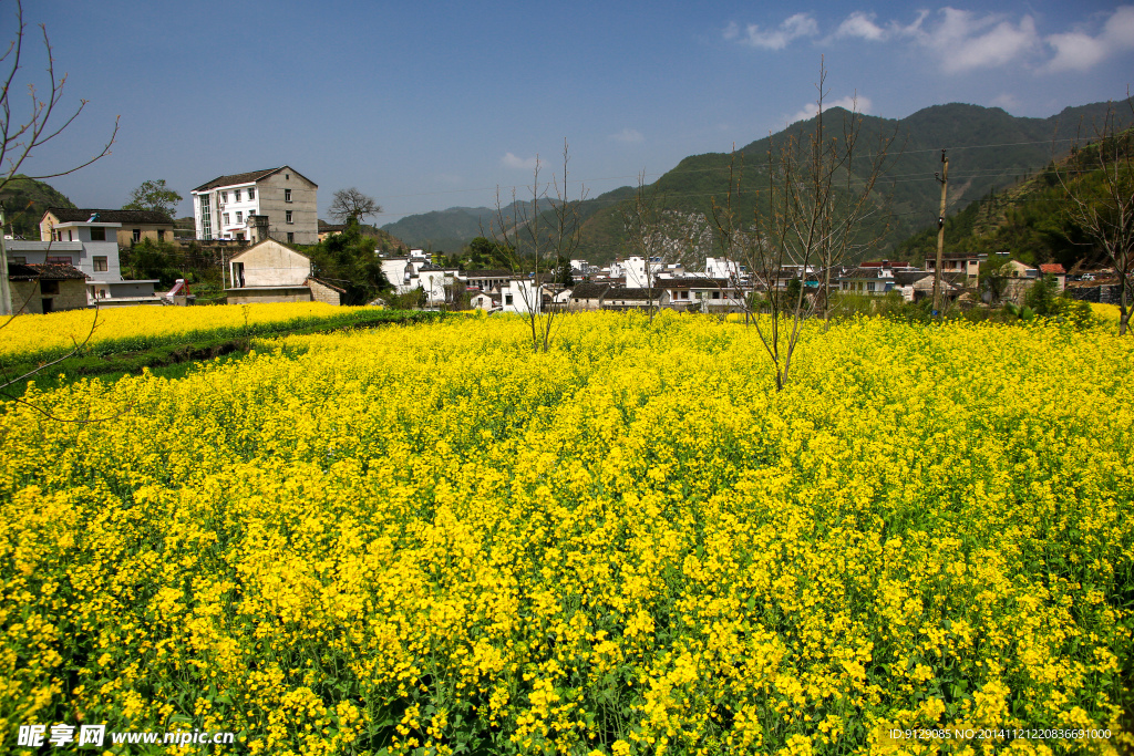 家朋油菜花