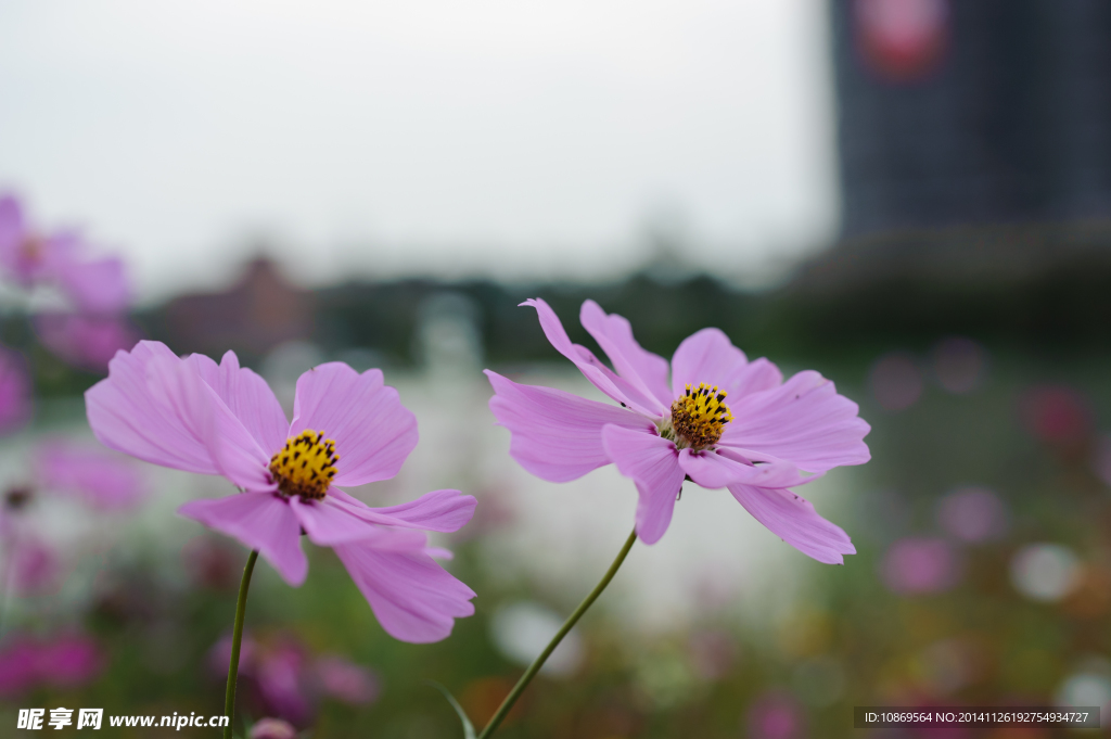 格桑花