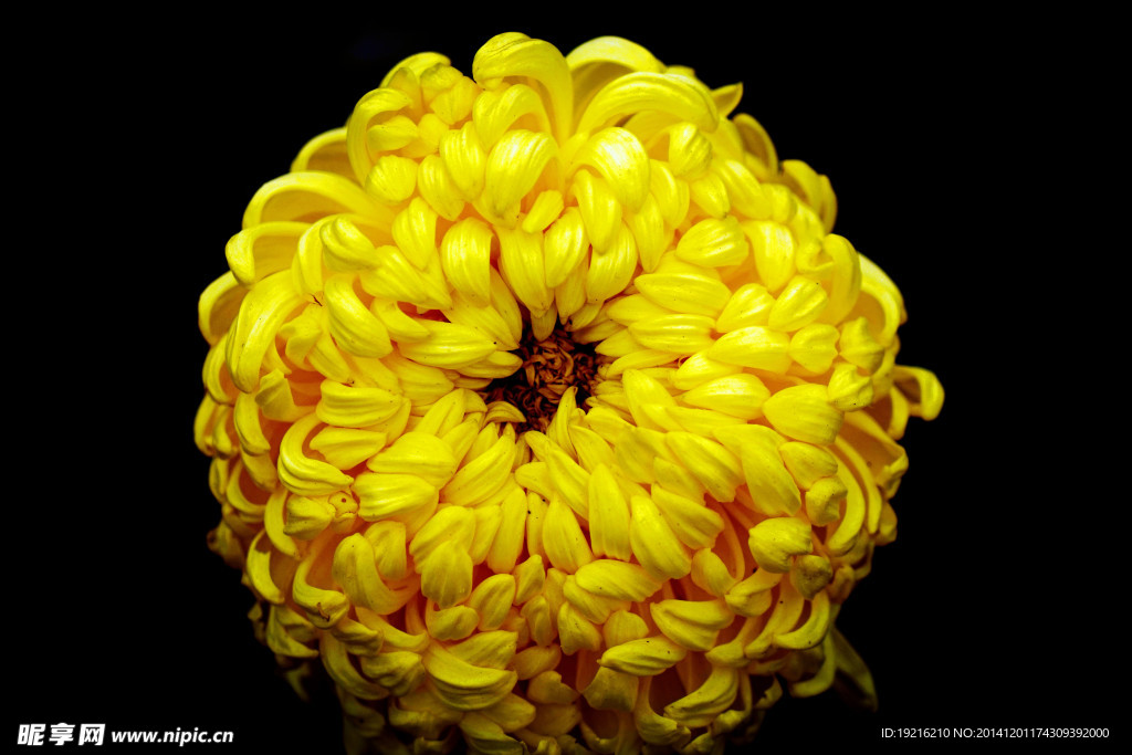菊花 黄花