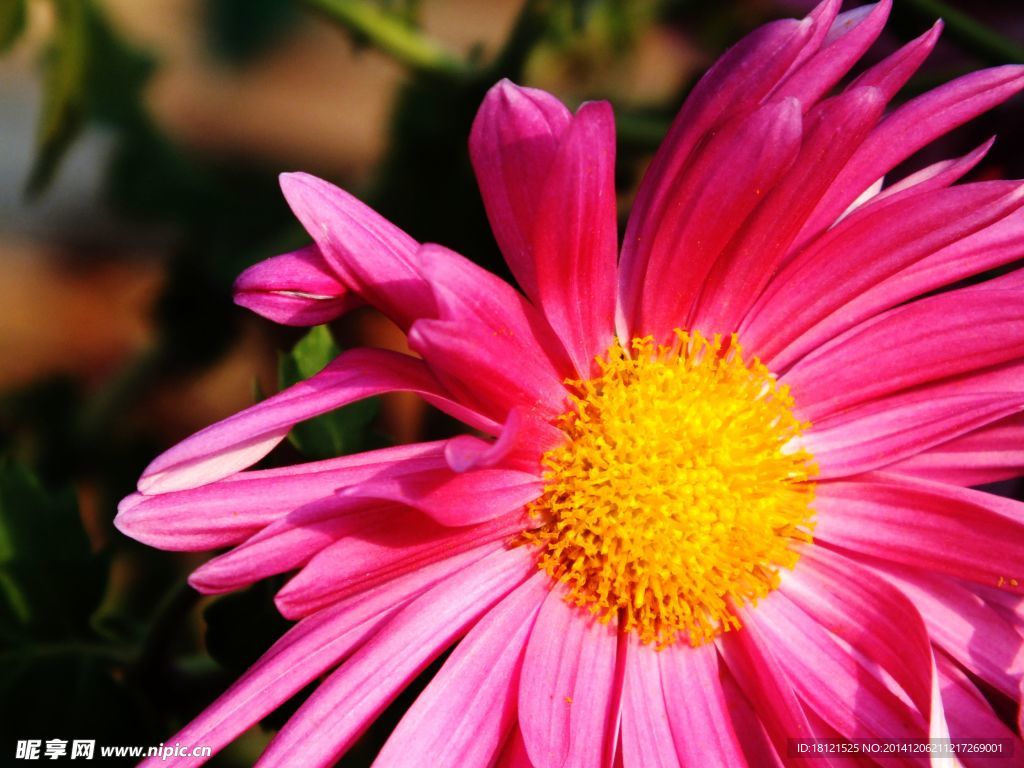 菊花