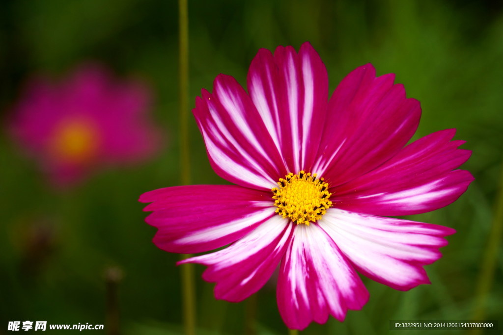 格桑花