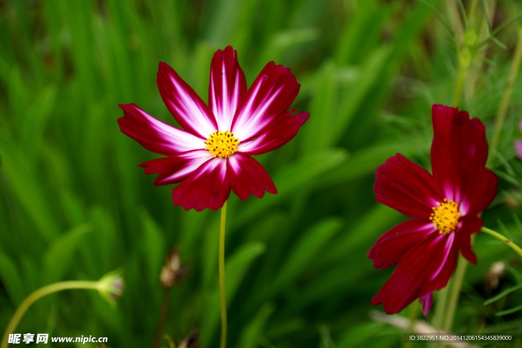 格桑花