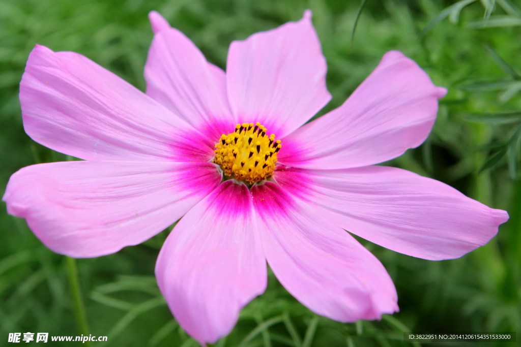格桑花