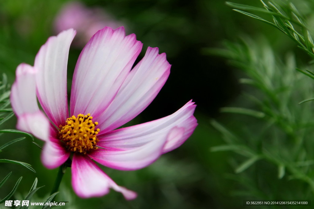 格桑花