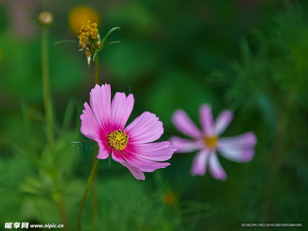 格桑花