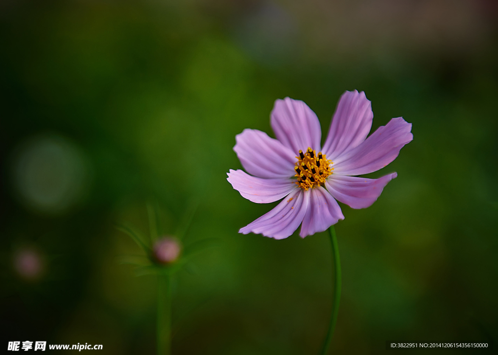 格桑花