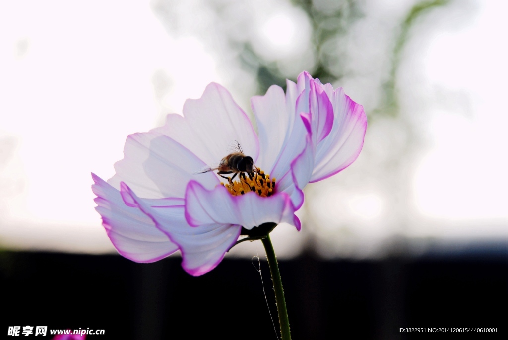 格桑花