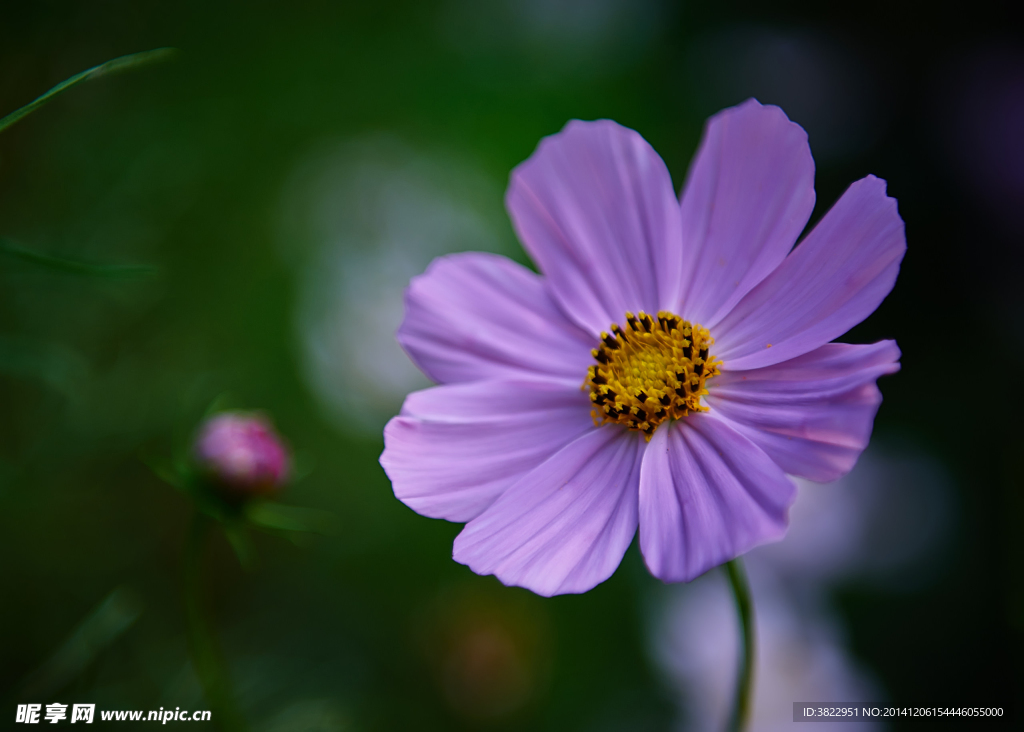 格桑花