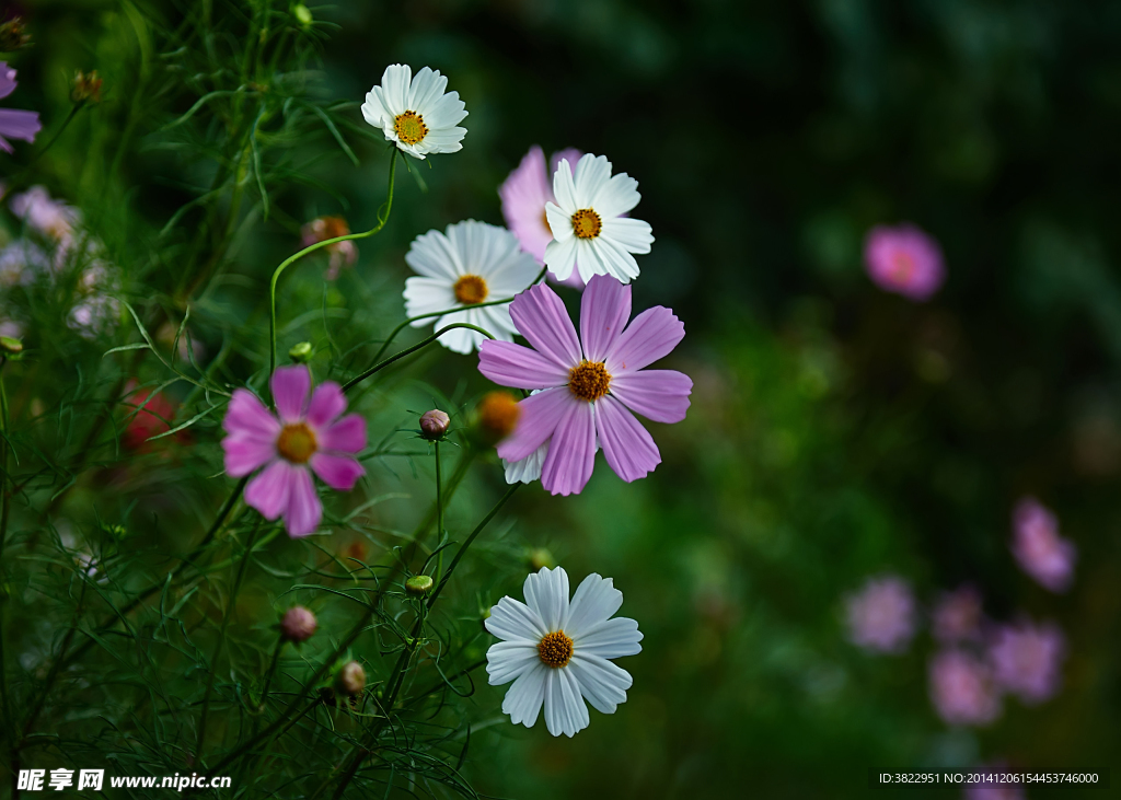 格桑花