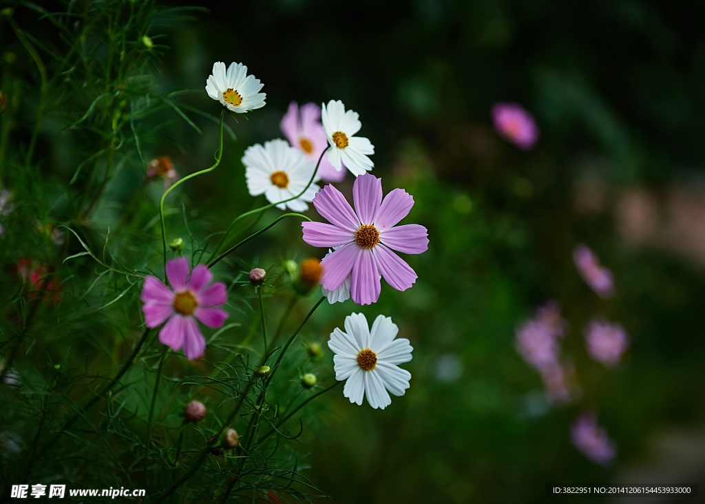 格桑花