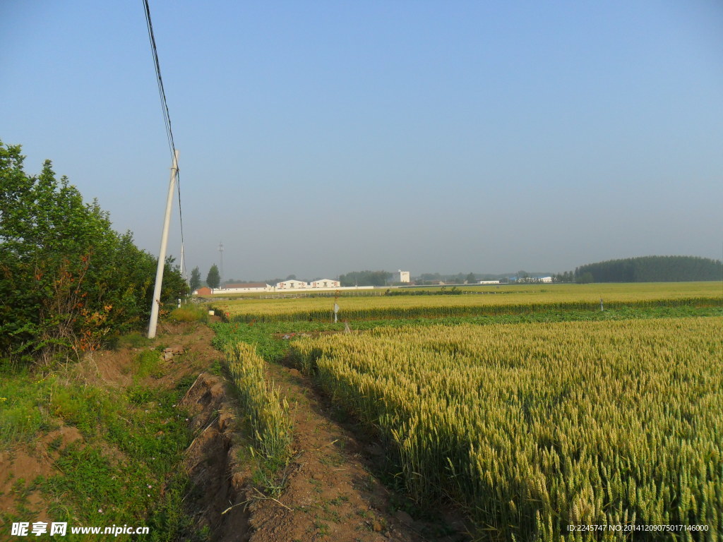 麦田