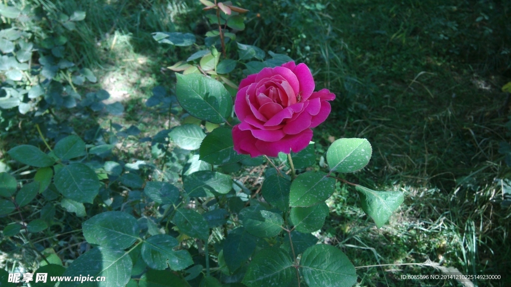 花朵素材
