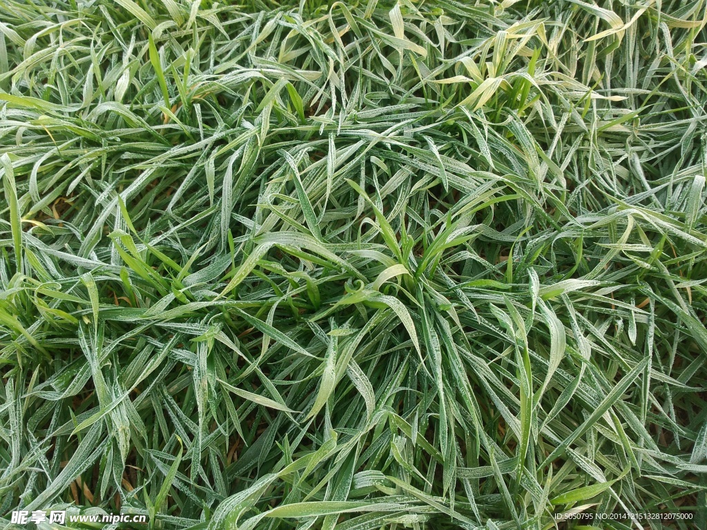 结霜麦田