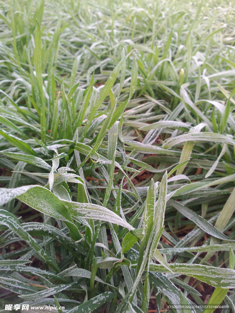 结霜麦田