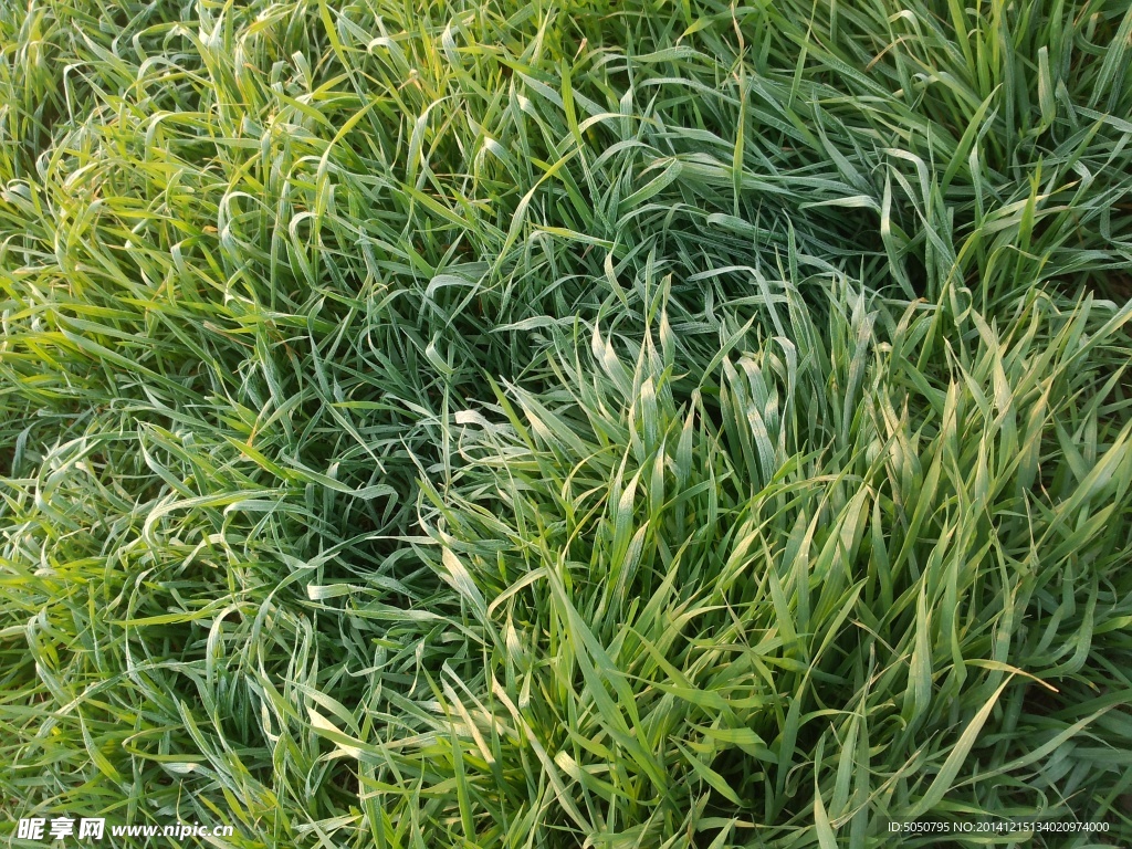 麦田