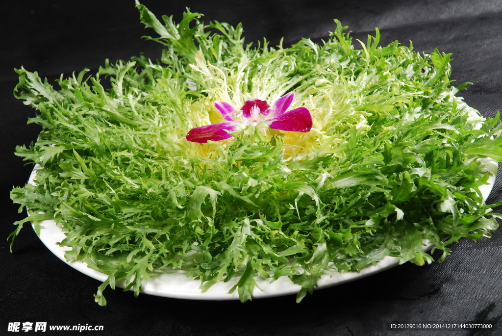苦菊