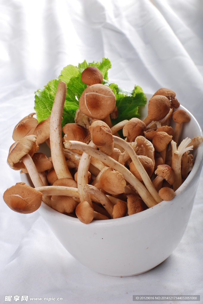 茶树菇