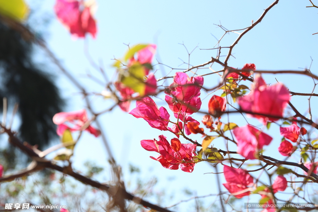 三角梅花