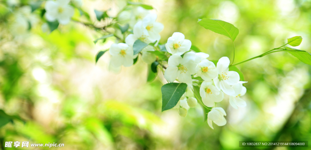小白花