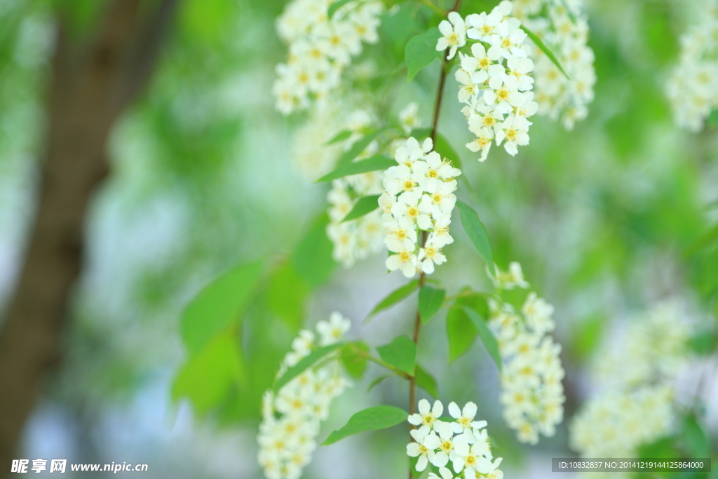 小白花