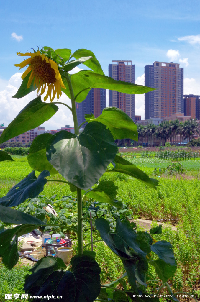 菜园向阳花