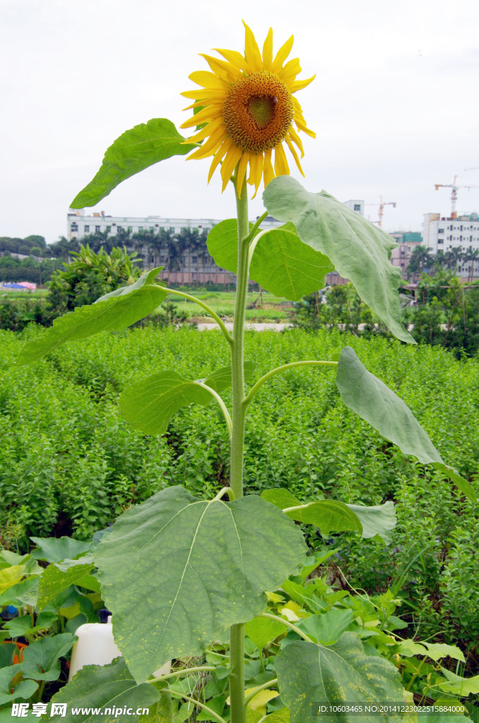 菜园向阳花
