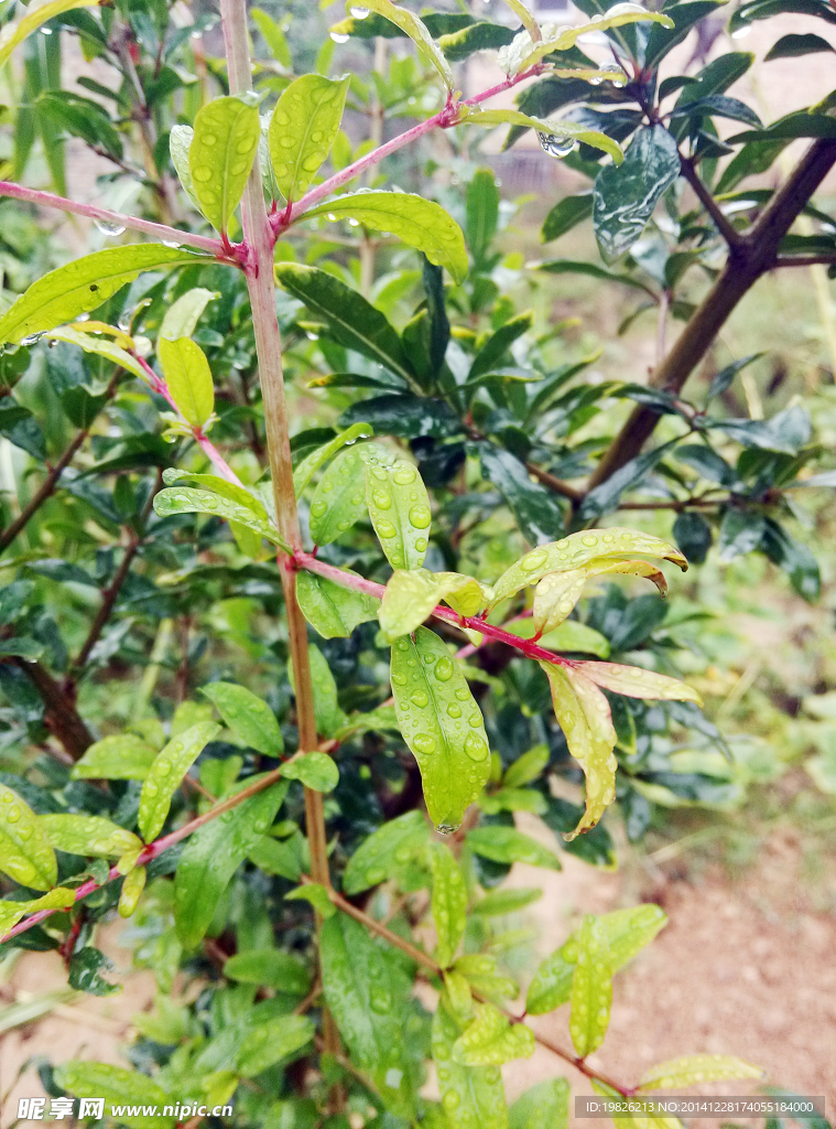 水珠 树叶（非高清）