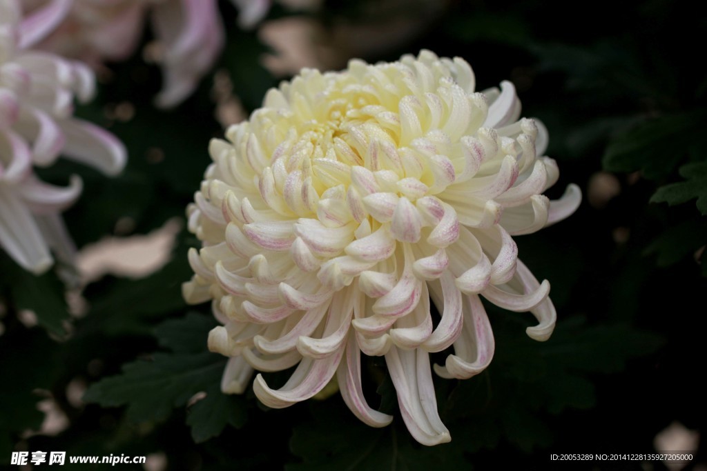 白菊花