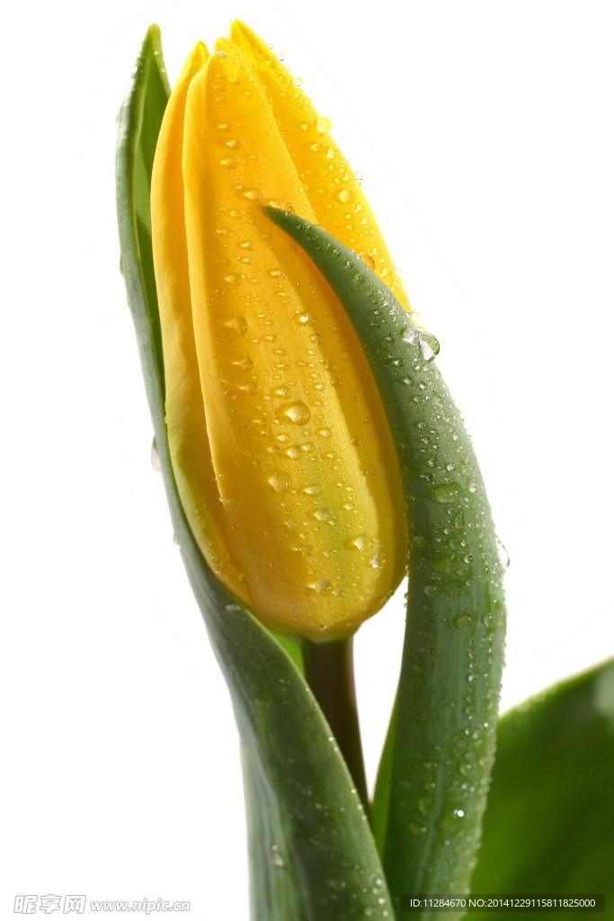 黄色郁金香花苞