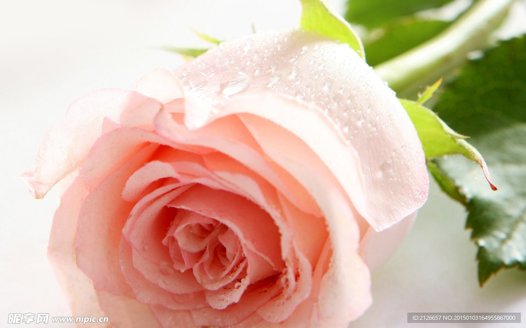 玫瑰花