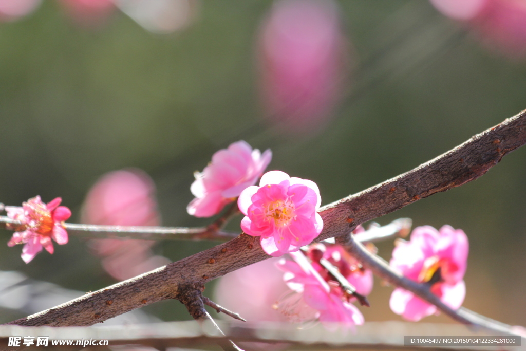 梅花花枝