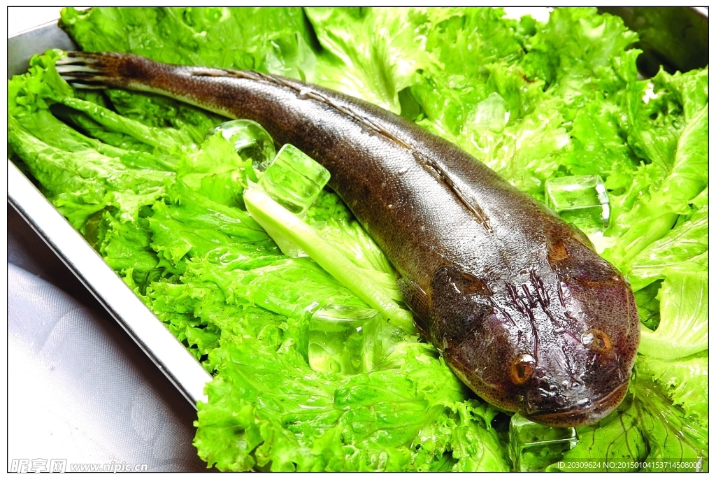 鳊子鱼