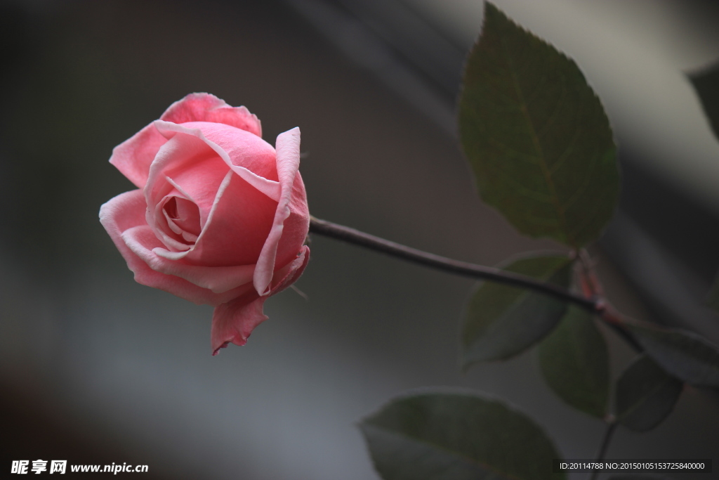 玫瑰花
