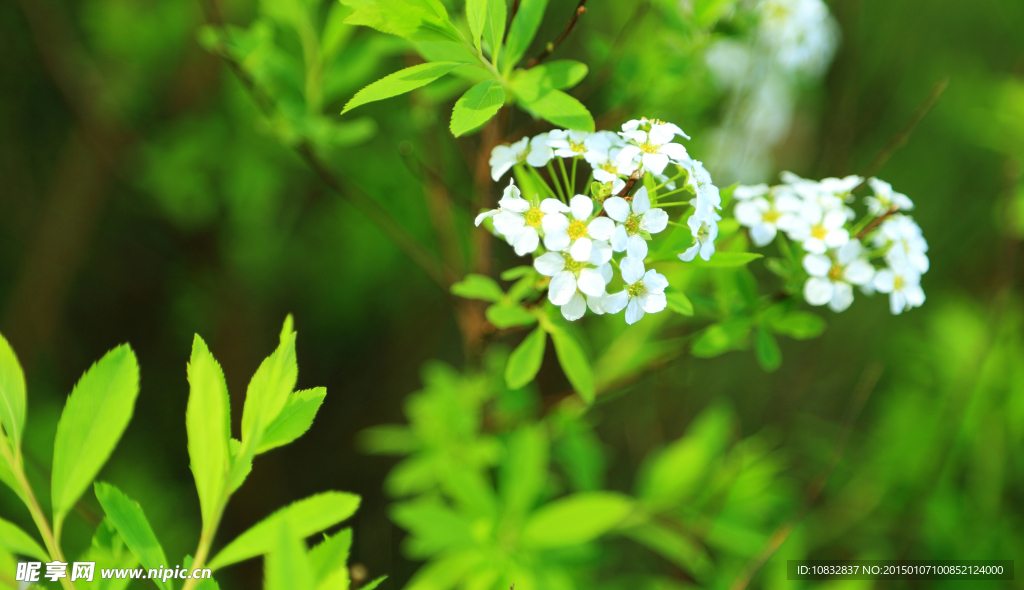 白花小花