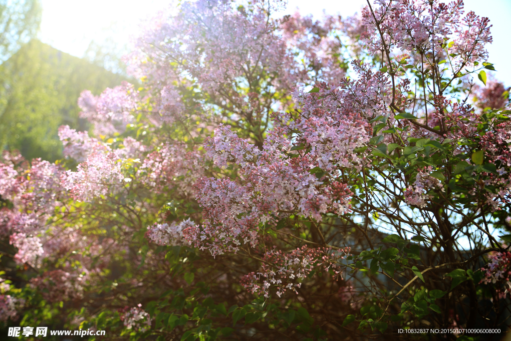 丁香花