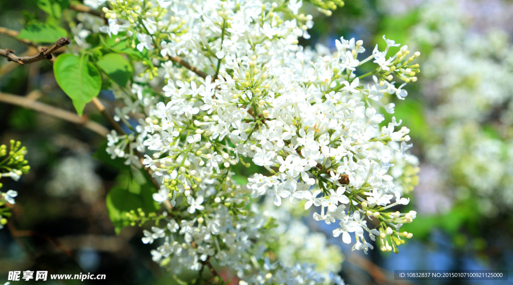 丁香花
