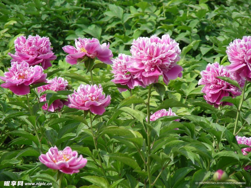 牡丹花