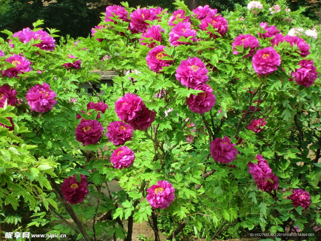牡丹花