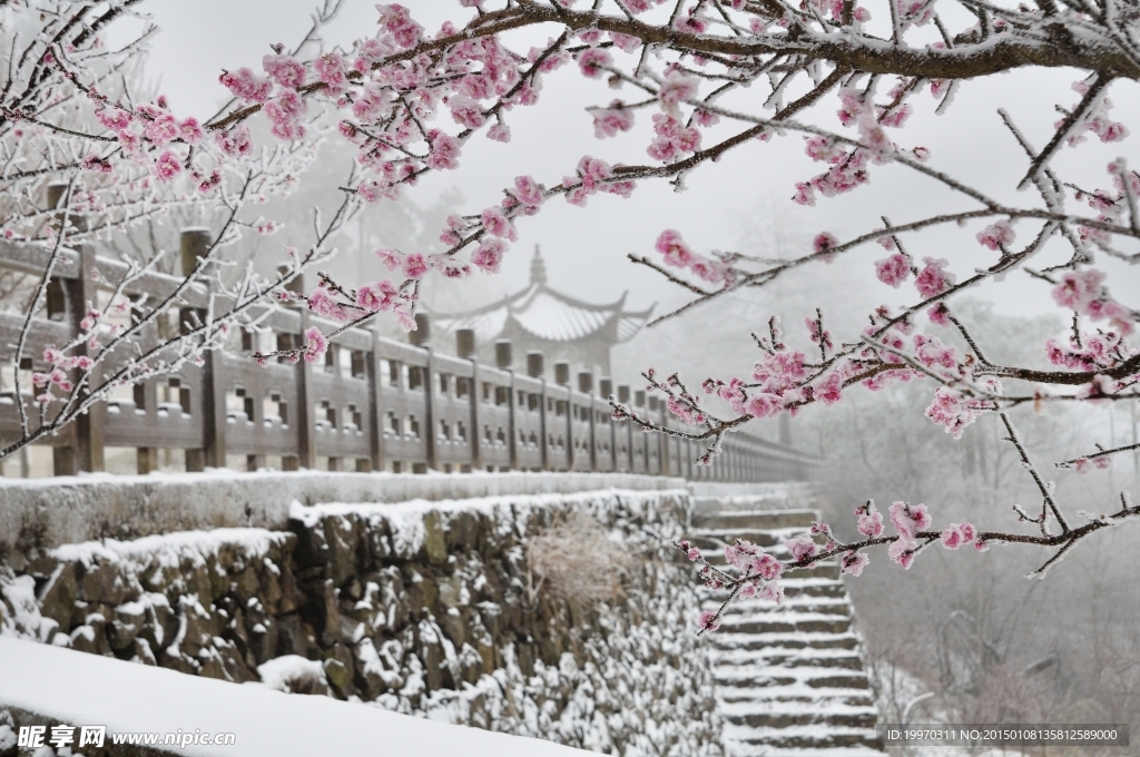 梅花雪景