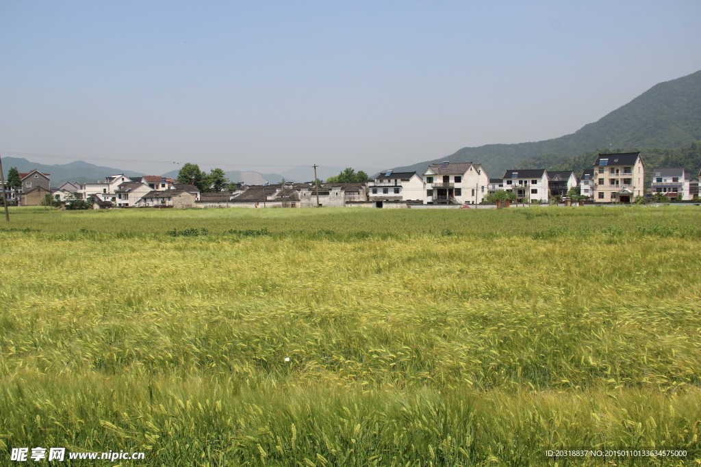 麦田