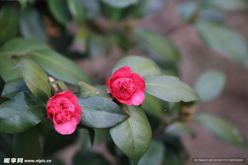 茶花