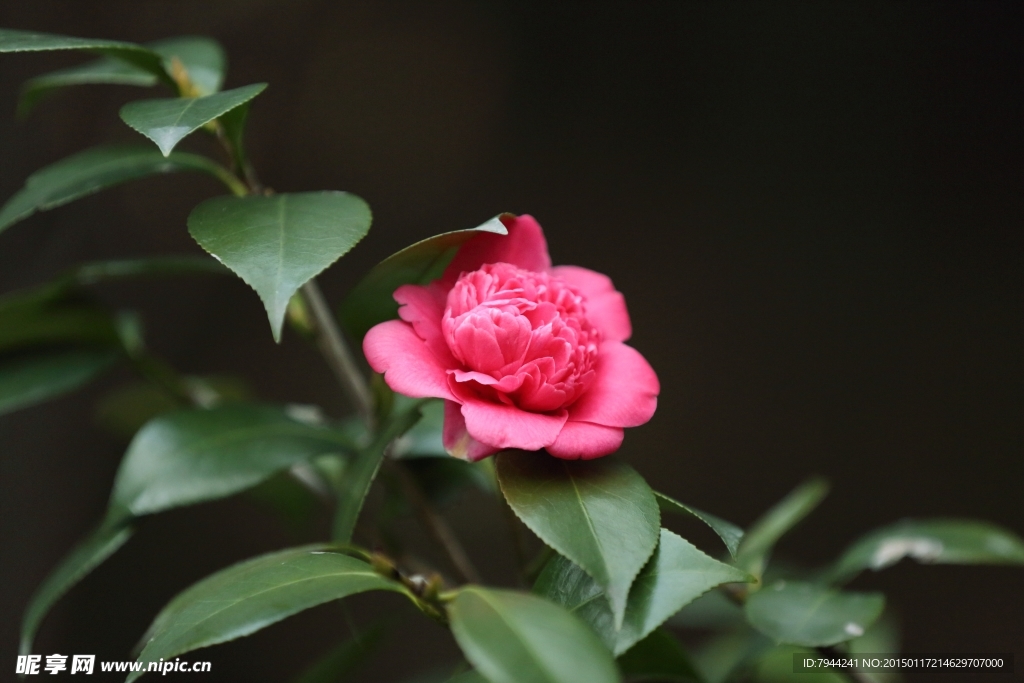 茶花