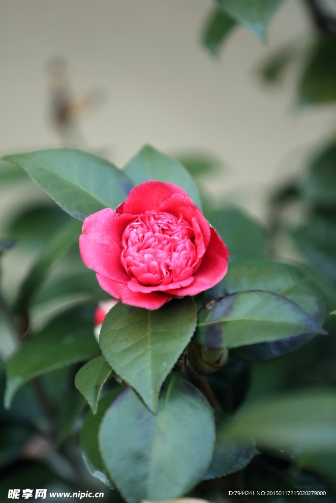 茶花