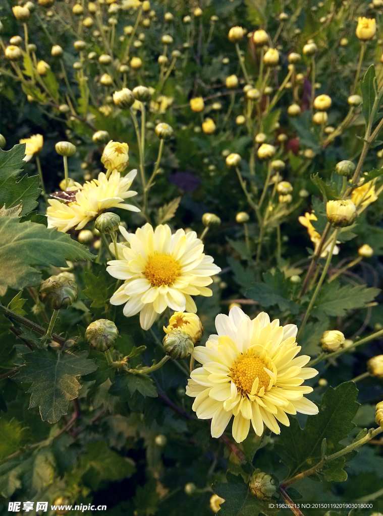 菊花 花蕾