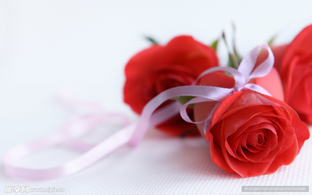 玫瑰花