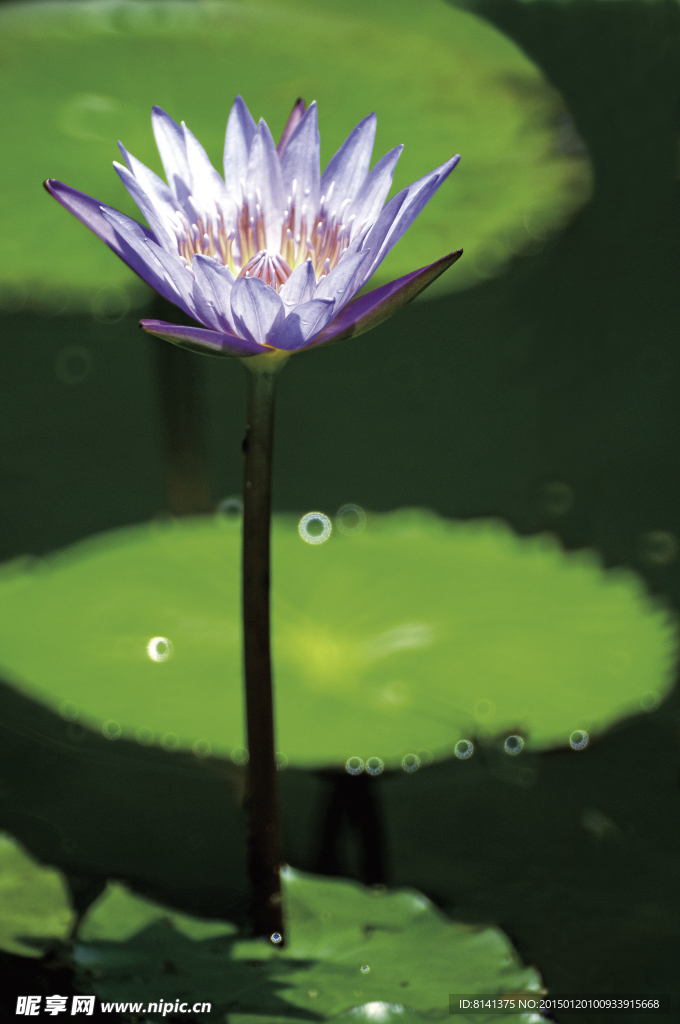 莲花
